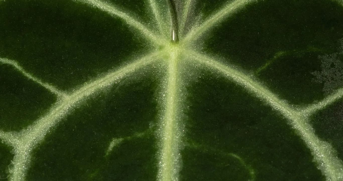 Impressions of Bali / Nature's Imprint - Program Image