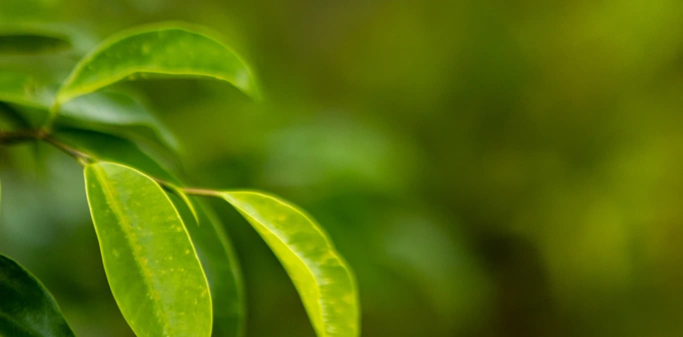 Daun to Earth: Golden Leaf Auction - Program Image